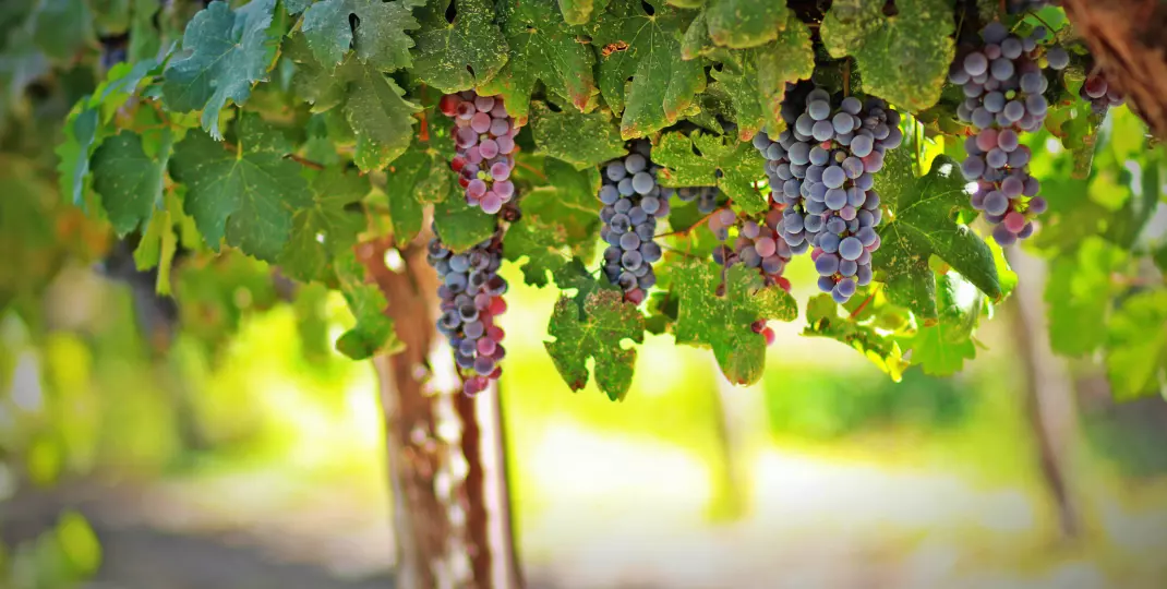 Uprawa i pielęgnacja winorośli